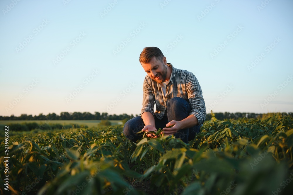 Agronomist inspecting soya bean crops growing in the farm field. Agriculture production concept. young agronomist examines soybean crop on field in summer. Farmer on soybean field.