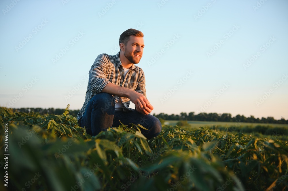 Young farmer in soybean fields Young farmer in soybean fields