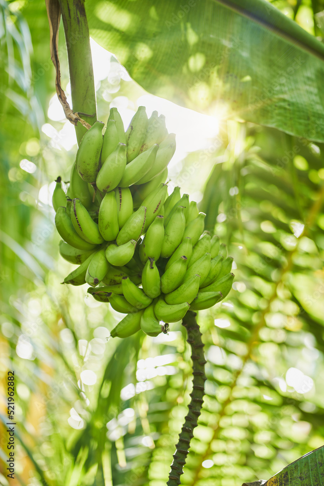 custom made wallpaper toronto digitalGreen bananas growing in jungle
