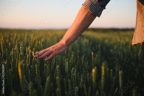 Man walking in wheat during sunset and touching harvest