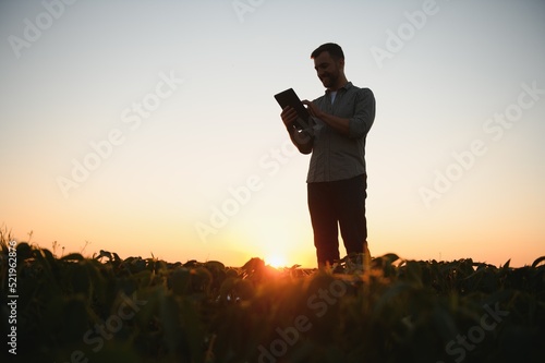 A farmer inspects a green soybean field. The concept of the harvest © Serhii