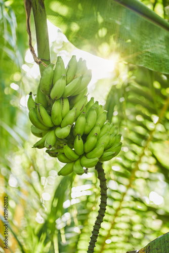 Wallpaper Mural Green bananas growing in jungle Torontodigital.ca
