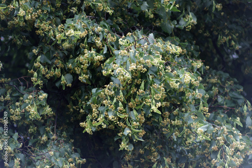 Linden branches with green leaves and yellow flowers.