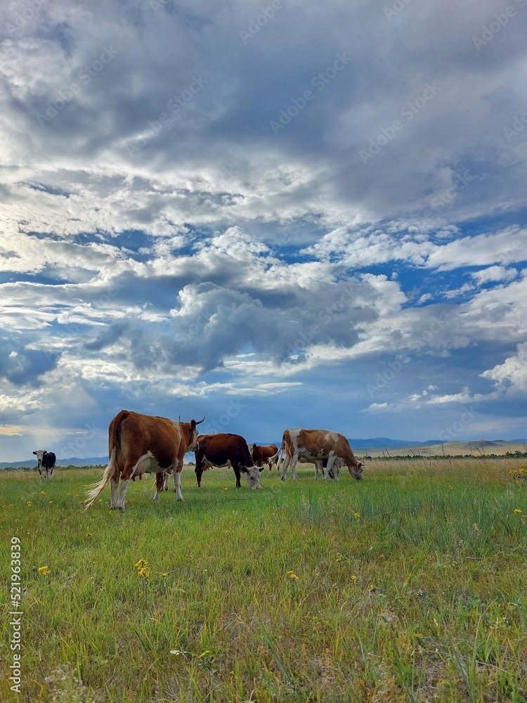 Herd of cows grazing on summer meadow Herd of cows grazing on summer meadow