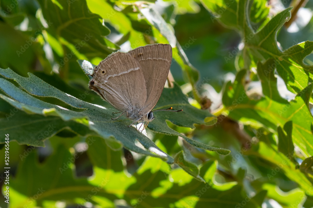 Obraz premium Lycaenidae / Mor Meşe / Purple Hairstreak / Quercusia quercus