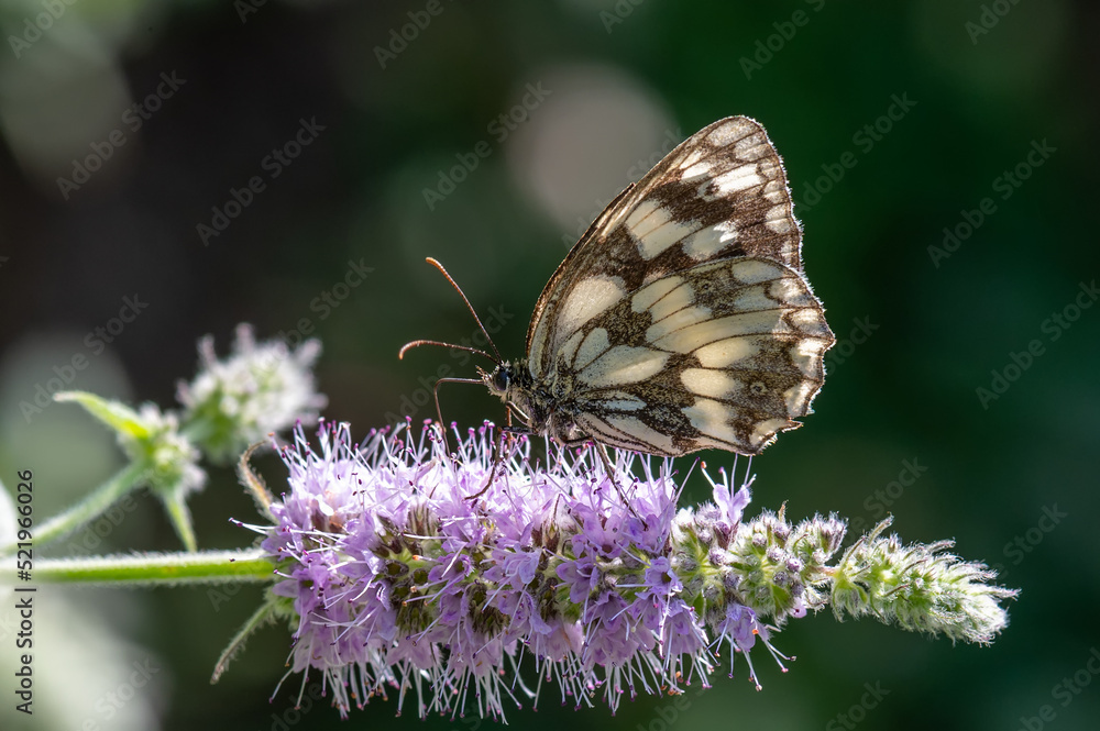 Obraz premium butterfly on thistle