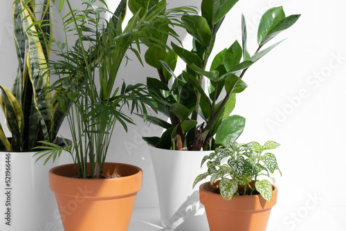 Home plants in different pots on a white background  hamedorea or areca palm  fittonia  sansevieria  zamiokulkas. Home gardening concept. Houseplants in a modern interior.