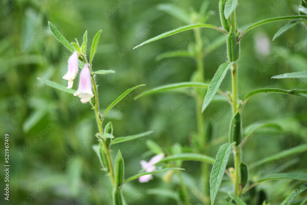 Obraz premium sesame flower