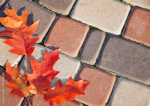 Fall maple leaf on decorative pavement. Autumn background. Copy space. photo