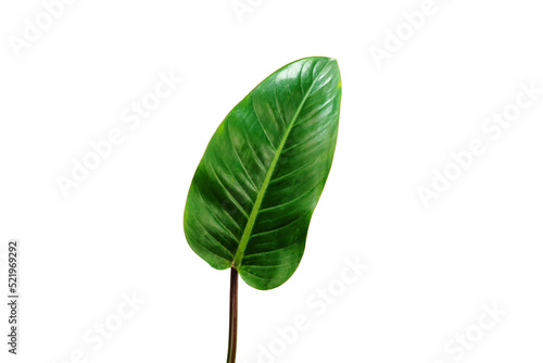 Beautiful Tropical leaf isolated on white background  Flat lay