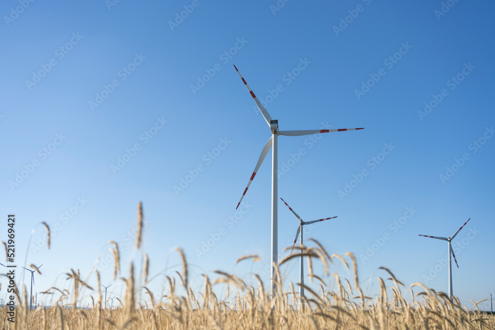 Wind turbines in wheat field on sunny day Wind turbines in wheat field on sunny day