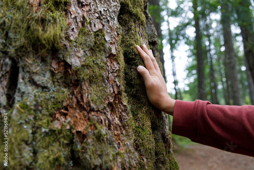 Hand of man touching moss covered tree trunk in forest