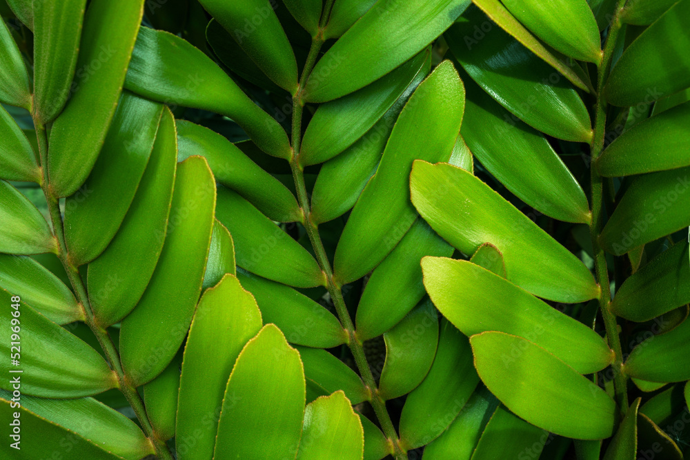 Fototapeta premium closeup nature view of tropical leaves background, dark nature concept