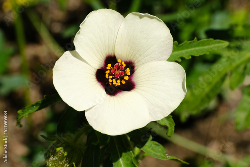 Head of venice mallow (Hibiscus trionum) blooming in spring photo