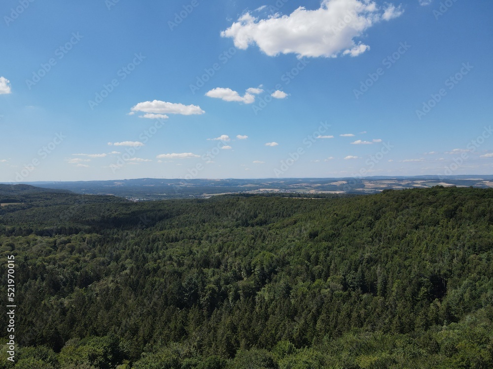 View of a forest with blue sunny sky in summer 