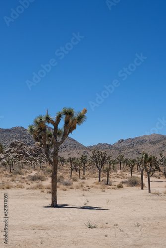 Parc national de Joshua Tree avec ses cactus