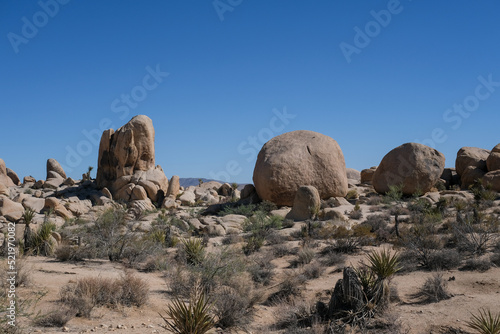 Parc national de Joshua Tree avec ses cactus