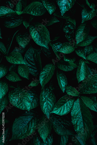 Full Frame of Green Leaves Pattern Background  Nature Lush Foliage Leaf Texture  tropical leaf