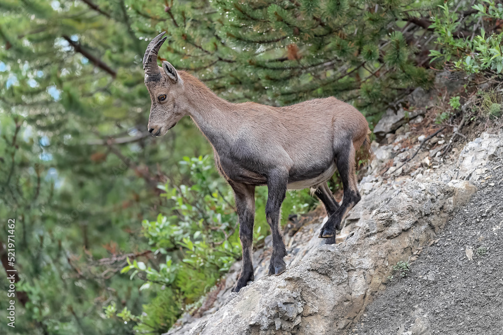 Ibex mountain female at the edge of the woodland (Capra ibex)