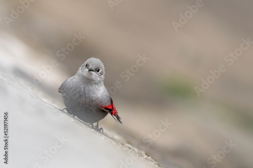 The wallcreeper, fine art portrait of mythical bird (Tichodroma muraria) photo