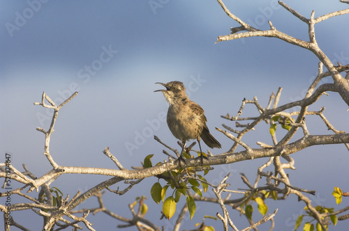 Chatham Island Mockingbird (Nesomimus melanotis), San Cristobal Island, Galapagos Islands