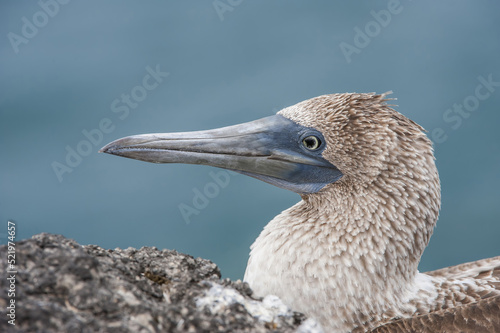 Galapagos Blue-footed Booby (Sula nebouxii excisa), South Plaza Island, Galapagos, Ecuador photo