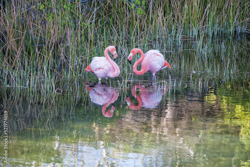 Couple of Greater Flamingos or American Flamingos (Phoenicopterus ruber), Floreana Island, Galapagos, Ecuador photo