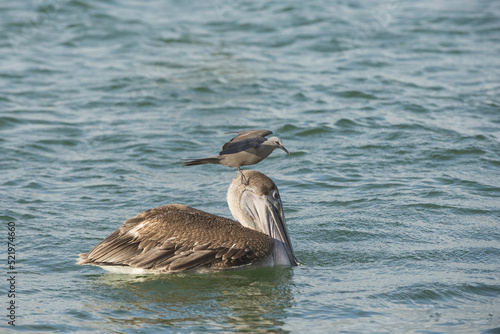 Brown Noddy (Anous stolidus galapagensis) sitting on the head of a Brown Pelican (Pelecanus occidentalis urinator) and trying to steal a fish, Black Turtle Bay, Santa Cruz Island, Galapagos, Ecuador photo