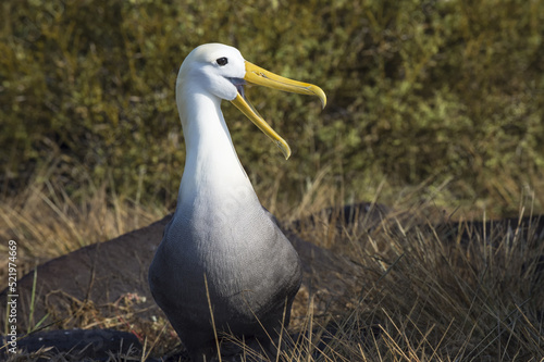 Waved Albatross (Phoebastria irrorata ), Hispanola Island, Galapagos, Ecuador photo