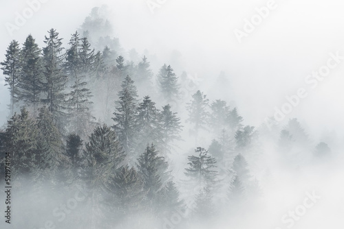 Forest in the fog black and white © Doris Marolf