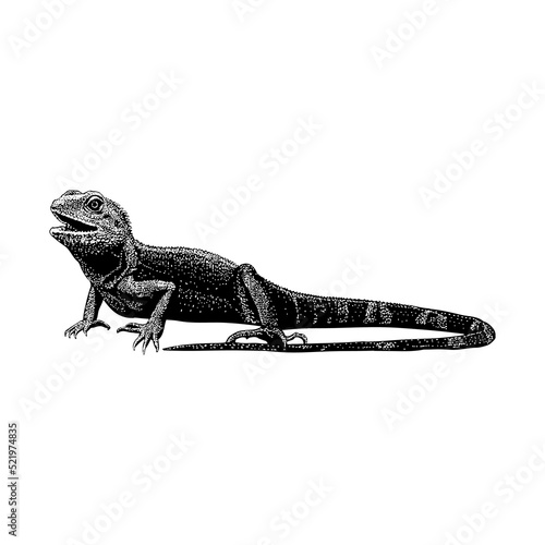Water Dragon hand drawing vector illustration isolated on background