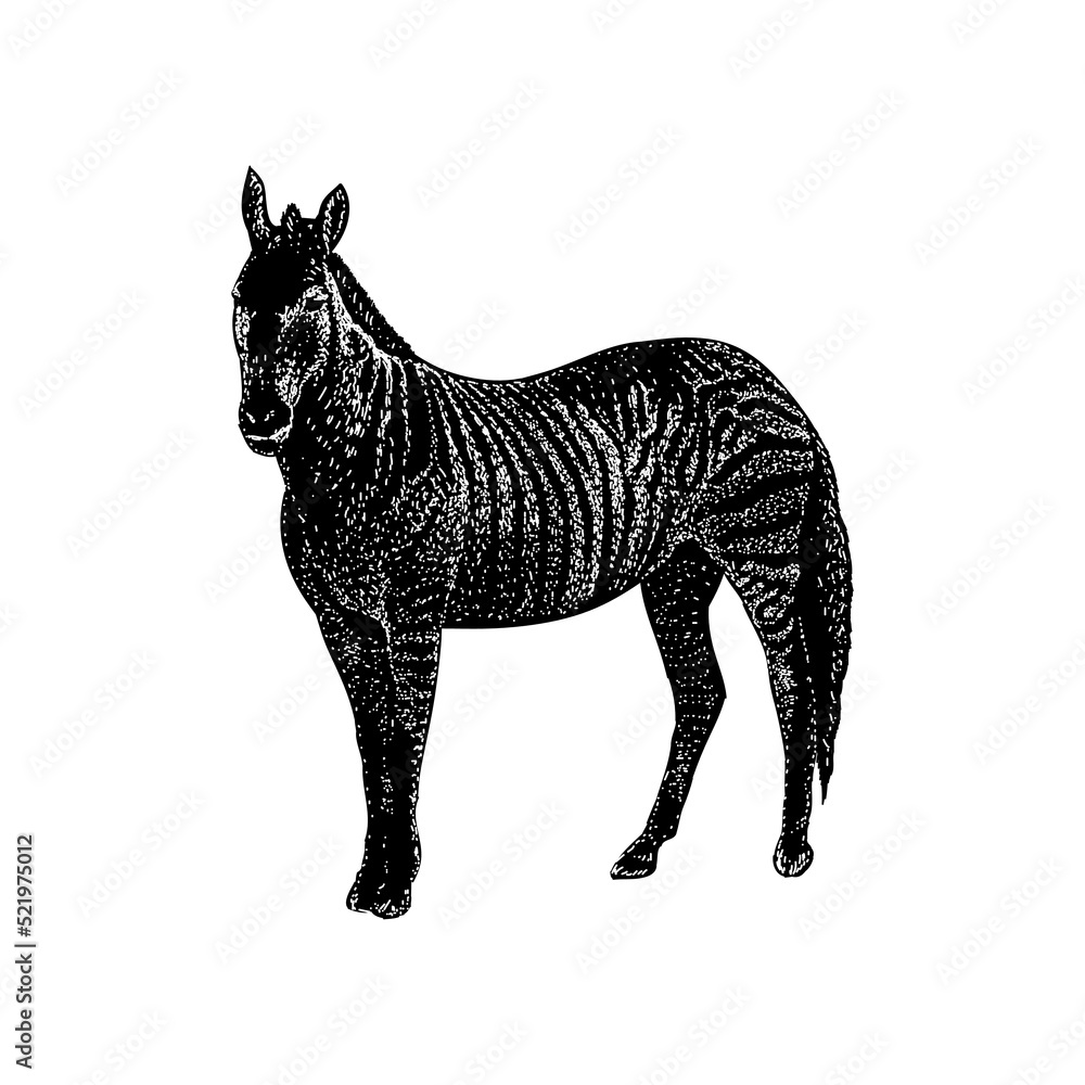 Zorse hand drawing vector illustration isolated on background Stock