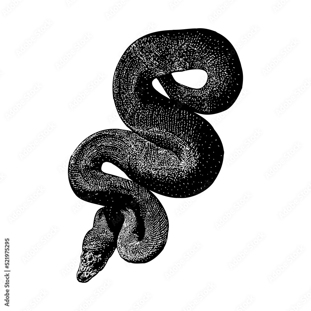 Banana Ball Python hand drawing vector illustration isolated on