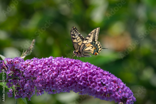 Schwalbenschwanz Schmetterling sitzend auf Flieder mit offenen Flügel