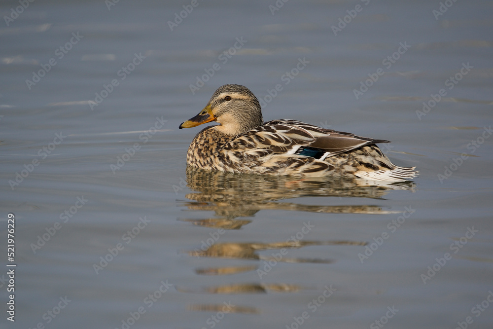 Female Mallard (Anas platyrhynchos) swimming in the lake Female Mallard (Anas platyrhynchos) swimming in the lake