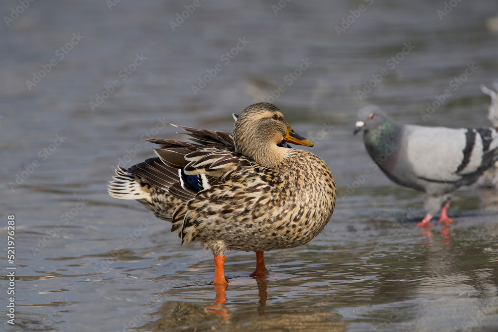 Female Mallard (Anas platyrhynchos) perched on lake shore