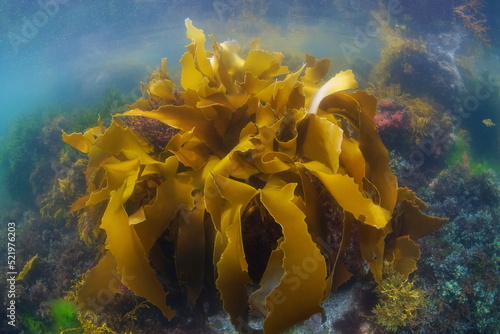 Canvastavla Alga Golden kelp underwater in the Atlantic ocean (Laminaria ochroleuca seaweed)