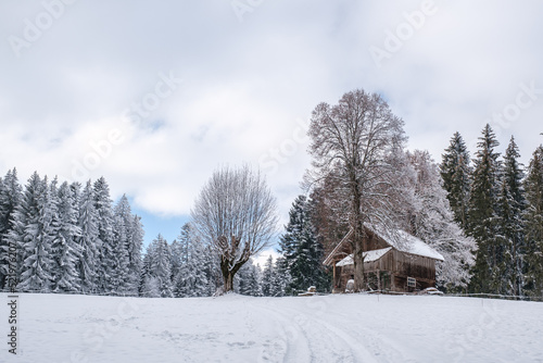 Old wooden cottage with tree in front in snowy landscape © Doris Marolf