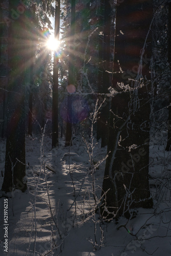 Forest in Winter Sun through Pines