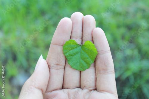hand holding a green leaf