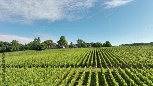 Vineyard in the Bordeaux Wine Region in France photo