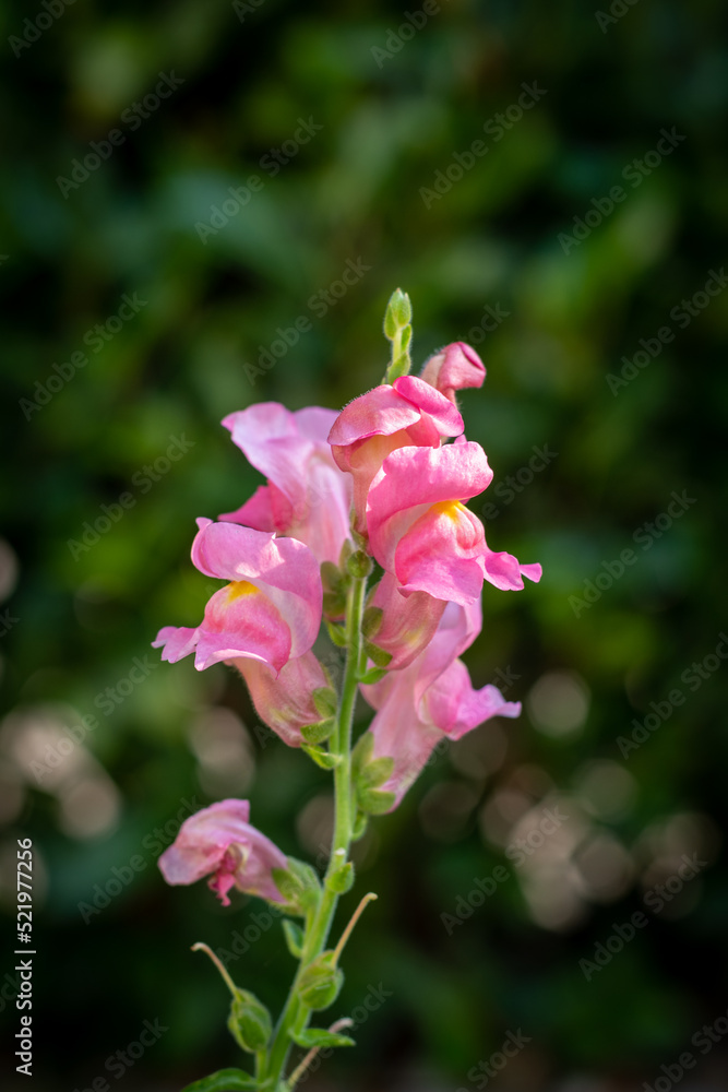 Fototapeta premium Pflanze