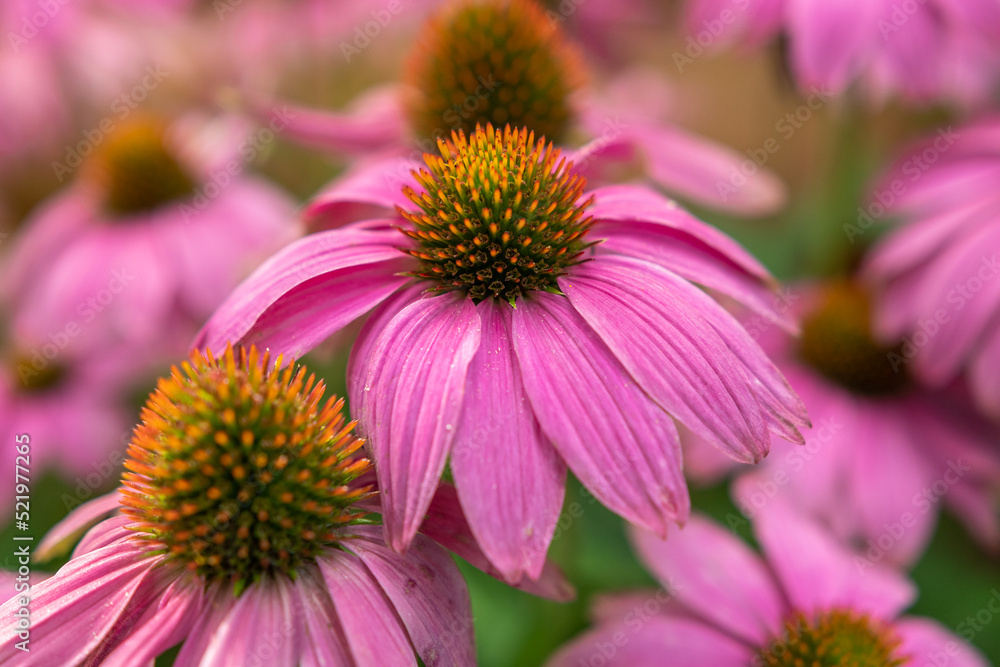 Sonnenhüte - Echinacea Blume Sonnenhüte - Echinacea Blume