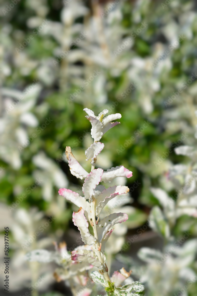 Fototapeta premium Wintercreeper Harlequin