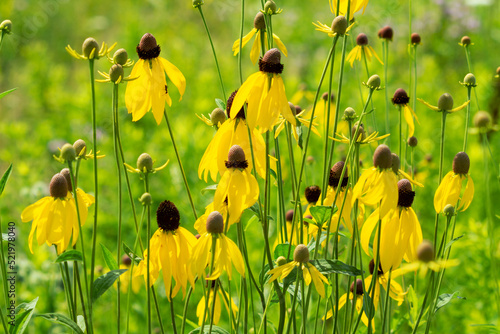 Prairie Coneflowers  Also known as:  grayhead coneflower, gray-headed coneflower, grayhead Mexican hat, pinnate prairie coneflower, yellow coneflower.
