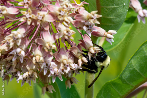 A bumble bee feasts on a common milkweed bloom. © Jennifer