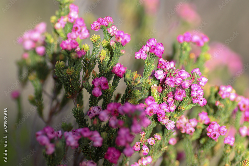 flowers in the garden