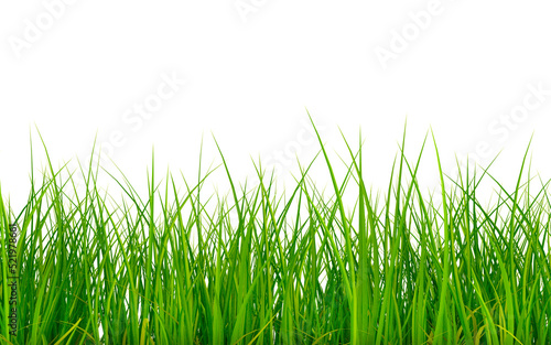 Grass profile isolated