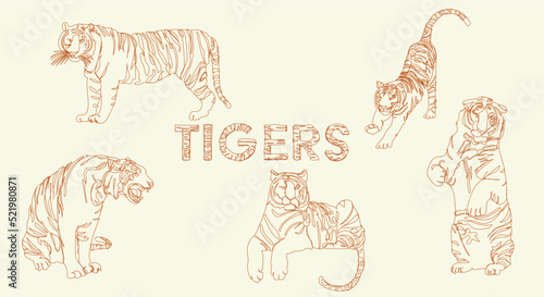 Set of tigers in lineart. Tigers in different positures with text. Standing tiger, lying tiger, yawning tiger, sitting tiger and stretching tiger. All as vector illustration, silhouette look.