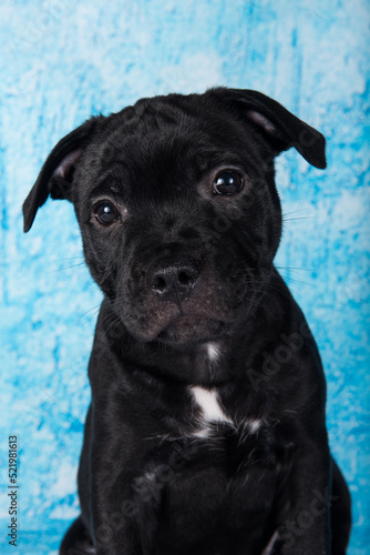 Black male American Staffordshire Bull Terrier dog puppy on blue background